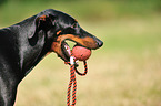 Doberman Pinscher with ball