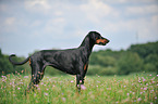 standing Doberman Pinscher