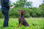 human and Doberman Pinscher