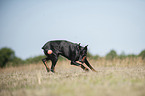 playing Doberman Pinscher