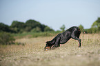 playing Doberman Pinscher