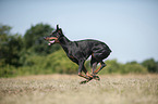 running Doberman Pinscher