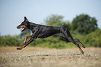 running Doberman Pinscher