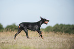 playing Doberman Pinscher