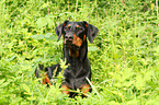 lying Doberman Pinscher