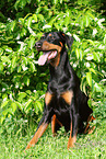 sitting Doberman Pinscher