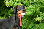 Doberman Pinscher Portrait