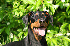 Doberman Pinscher Portrait