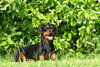 lying Doberman Pinscher