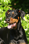 Doberman Pinscher Portrait