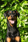 Doberman Pinscher Portrait