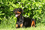 lying Doberman Pinscher