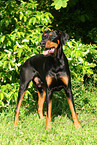 standing Doberman Pinscher