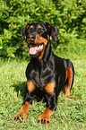 lying Doberman Pinscher