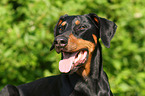 Doberman Pinscher Portrait