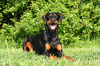 lying Doberman Pinscher