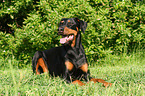 lying Doberman Pinscher