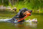 swimming Doberman Pinscher