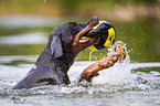 swimming Doberman Pinscher