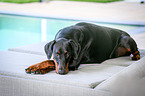 lying Doberman Pinscher