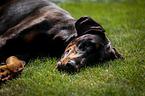 lying Doberman Pinscher