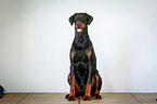 sitting Doberman Pinscher