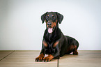 lying Doberman Pinscher