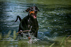 running Doberman Pinscher