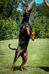 playing Doberman Pinscher