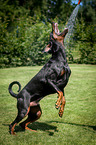 playing Doberman Pinscher