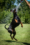 playing Doberman Pinscher