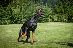 playing Doberman Pinscher