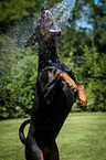 begging Doberman Pinscher