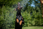 begging Doberman Pinscher