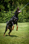 playing Doberman Pinscher