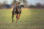 running Doberman Pinscher