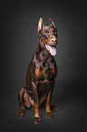 sitting Doberman Pinscher