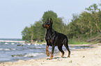 standing Doberman Pinscher