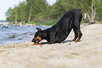 playing Doberman Pinscher