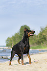 standing Doberman Pinscher