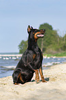 sitting Doberman Pinscher