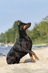 sitting Doberman Pinscher