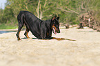 playing Doberman Pinscher