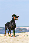 standing Doberman Pinscher