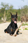 playing Doberman Pinscher