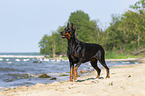 standing Doberman Pinscher