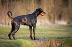 Doberman Pinscher