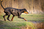 running Doberman Pinscher