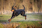 running Doberman Pinscher