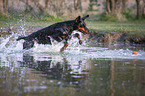 running Doberman Pinscher